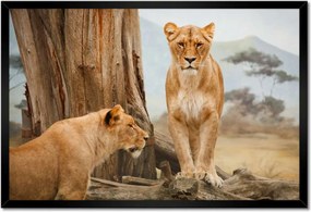 Poszterek keretben 60x40 Oroszlánok Afrikában