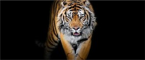 Kép - Tigris (120x50 cm)