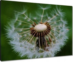 Vászonkép 80x60 Pitypang Virág Virágok