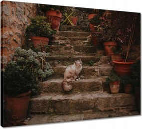 Vászonkép 50x40 Cica