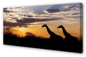 Canvas képek Zsiráfok fa felhők 100x50 cm