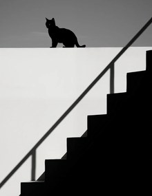 Poszter 50x65cm Sziluett és szimmetria