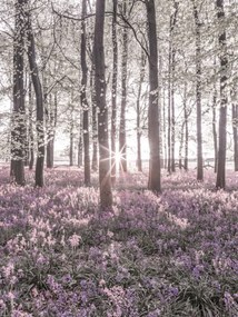 Poszter 30x40cm Bluebell erdő tavasszal naplementekor, Assaf Frank