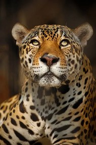 Fotográfia Close up portrait of a Jaguar, Copyrights @ Arijit Mondal