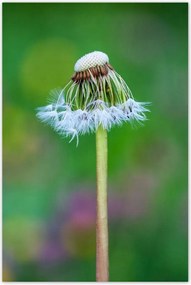 Poszterek 60x90 Pitypang Virág Virágok