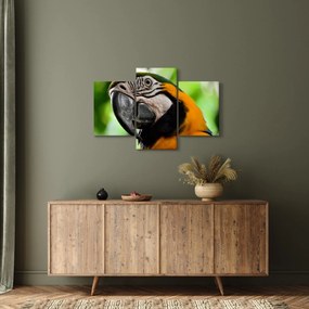 Papagáj képe (90x60 cm)