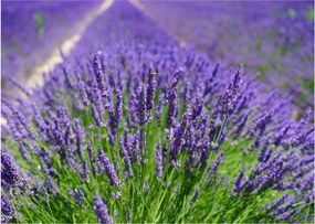 Kép - levandula (üvegen) (70x50 cm)