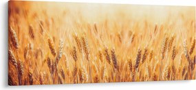 Kép - mező gabonával (120x50 cm)