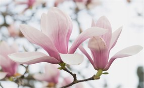 Fotótapéta Flizelina Nappali és Hálószoba Irodába Magnólia virágok 416x254