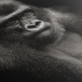 Kép - Gorilla (150x105 cm)