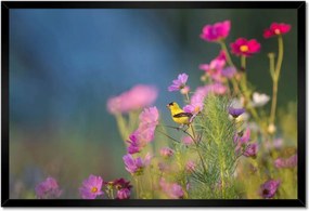 Poszterek keretben 60x40 Madarak