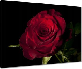 Vászonkép 80x60 Vörös rózsa