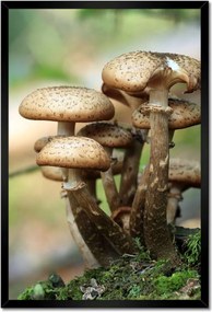 Poszterek keretben 40x60 Gomba az erdőben Közelkép