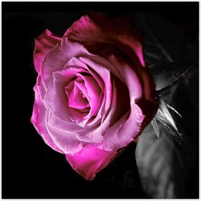 Poszterek 30x30 Lila rĂłzsa