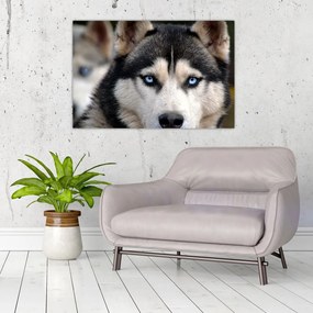 Husky kutya kép (90x60 cm)