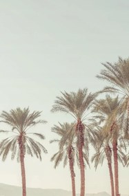 Poszter 56,6x86,4cm Pálmafák, Assaf Frank