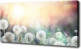 Vászonkép Pitypangmező 100x70 cm