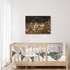 Üveg kép - Gyapotfűvel borított rét N⁰2 (70x50 cm)