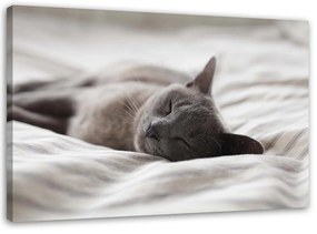 Gario Vászonkép Alvó macska Méret: 60 x 40 cm