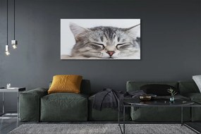 Canvas képek álmos macska 125x50 cm