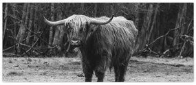 Kép - Skót tehén (120x50 cm)
