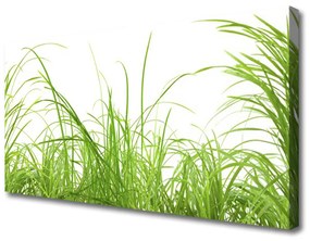 Vászonfotó Grass Nature Plant 100x50 cm