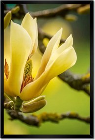 Poszterek keretben 40x60 Virágok