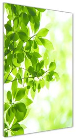 Egyedi üvegkép Zöld levelek osv-69074600