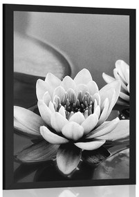 Poszter lótusz virág fekete fehérben