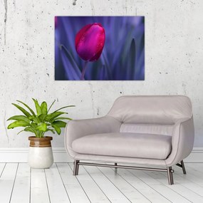 Tulipán bimbó képe (70x50 cm)