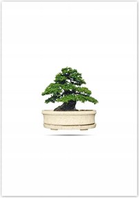 Poszterek 70x100 Bonsai fa