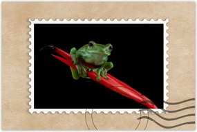 Poszterek 90x60 Rhacophorus dulitensis