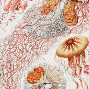 Fali tapéta Panorámával Fantázia medúzák 250x250 Ragasztó