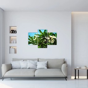 Kép - Plumeria (90x60 cm)