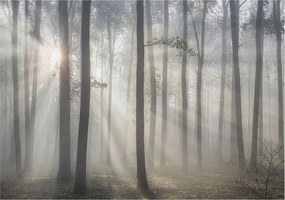 Flizelin tapéta falra Prémium éteri erdő 208x146 Ragasztó