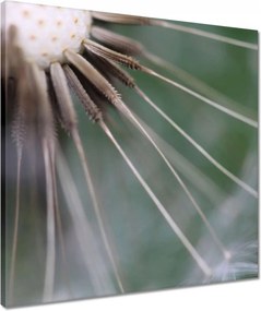 Vászonkép 50x50 Pitypang Virág Virágok