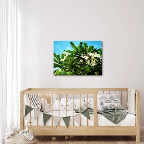 Kép - Plumeria (70x50 cm)