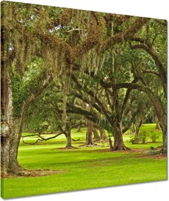 Vászonkép 50x50 Park tölgyfákkal