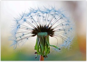 Poszterek 100x70 Pitypang Virág Virágok