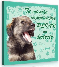 Vászonkép 40x40 Kiskutya kutya portré öröm játék csont mancs türkiz pozitív