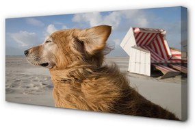 Canvas képek Barna kutya strand 120x60 cm