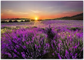 Fotótapéta flizelina 208x146 Levendula mező Nyugat
