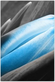 Poszterek 80x120 Kék szirmok Tulipán