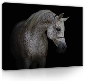 Vászonkép, Ló fekete háttéren, 60x40 cm méretben