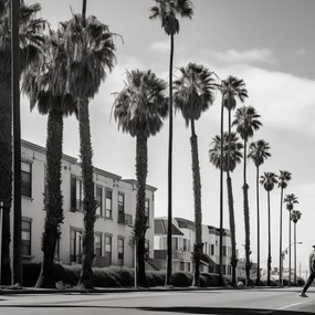 Poszter 20x20cm Séta a pálmafák árnyékában