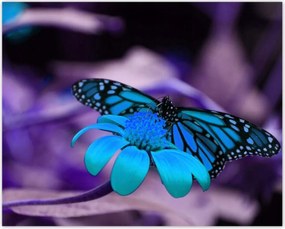 Poszterek 50x40 Kék pillangó