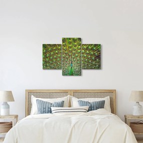 Kép - Páva (90x60 cm)