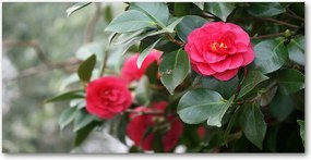 Kamélia konyhai üvegpanel 120x60 cm Ragasztó