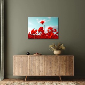 Fényes piros virágokkal rendelkező mező képe (70x50 cm)