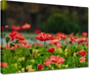 Vászonkép 40x30 Pipacs Virágok